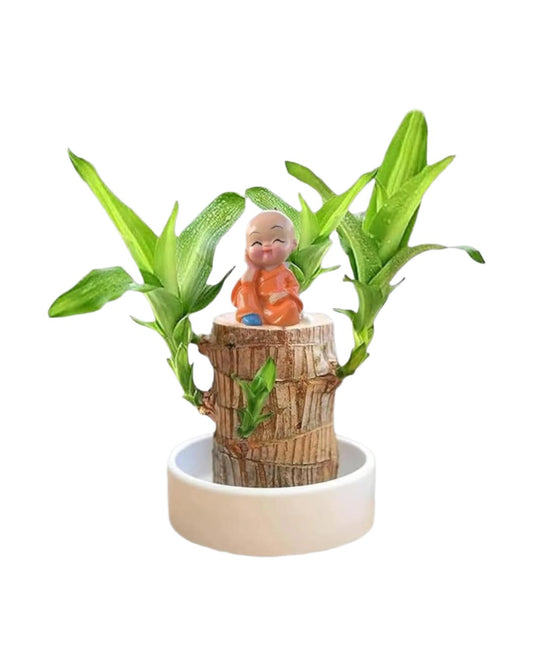 Brazilian Lucky Wood, Mini Home Plant Decorations